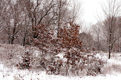photo 0276